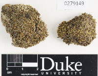 Grimmia pulvinata image