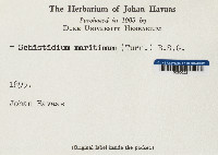 Schistidium maritimum image