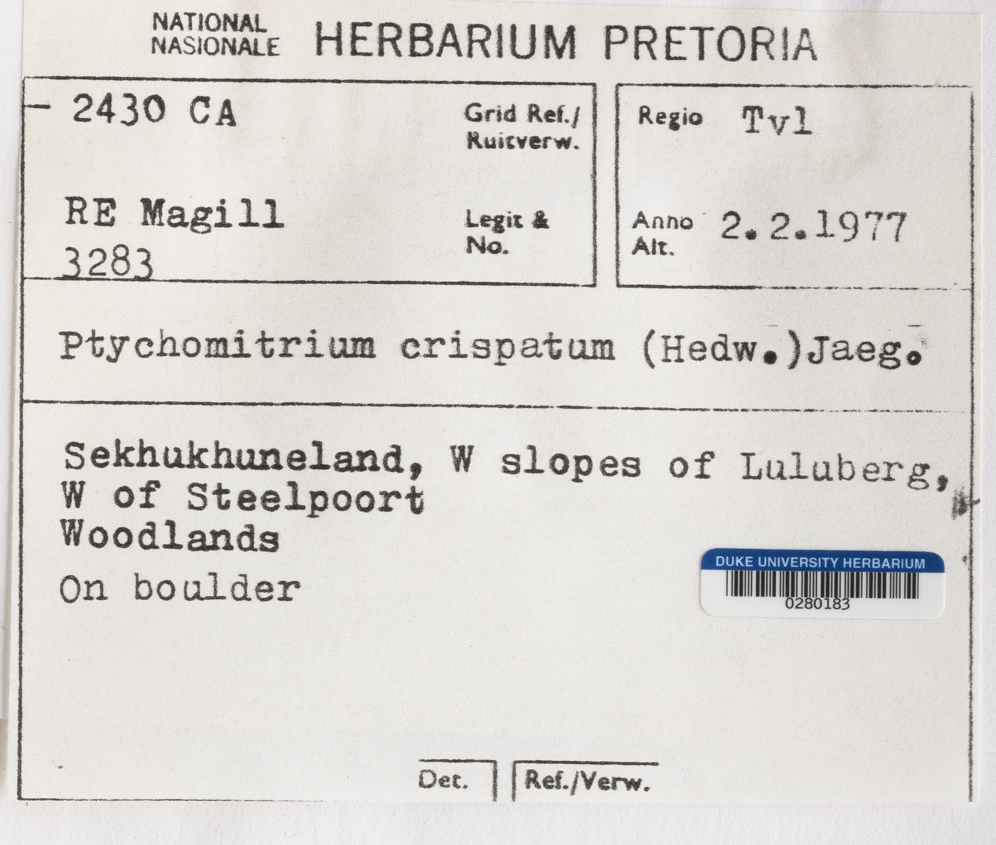 Ptychomitrium crispatum image