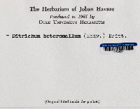 Ditrichum heteromallum image