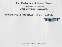 Hymenoloma crispulum image