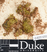 Dicranella heteromalla image