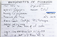 Calymperes erosum image