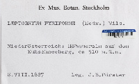 Leptobryum pyriforme image