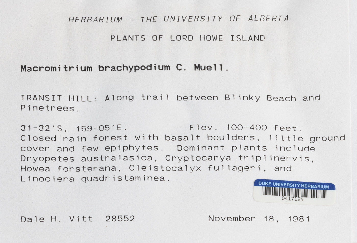 Macromitrium brachypodium image