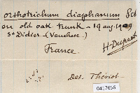 Orthotrichum diaphanum image