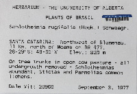 Schlotheimia rugifolia image