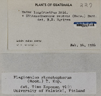 Plagiomnium rhynchophorum image