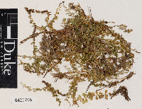 Image of Plagiomnium tezukae