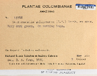 Callicostella galipanoana image
