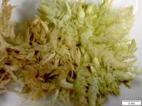 Sphagnum lescurii image