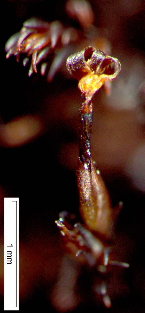 Andreaeaceae image