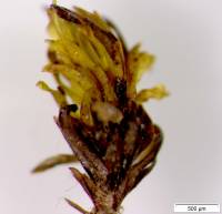 Scopelophila ligulata image