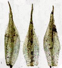 Image of Pleuridium ravenelii