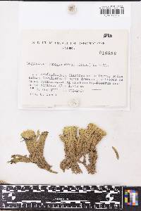 Leucobryum juniperoideum image