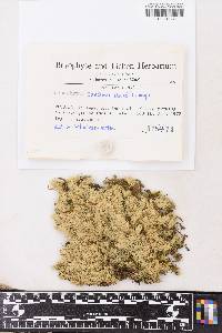 Leucobryum sanctum image
