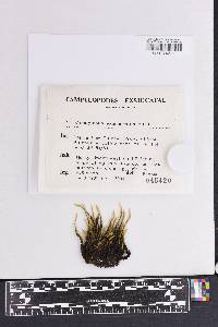Campylopus exasperatus image