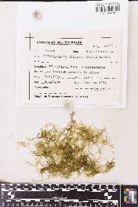 Zelometeorium recurvifolium image