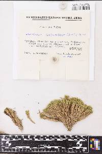 Leucobryum juniperoideum image