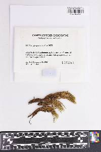 Campylopus cavifolius image