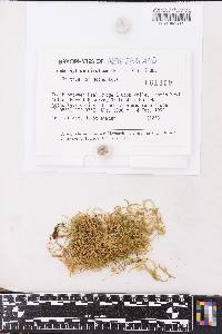 Lembophyllum divulsum image