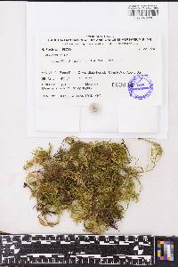 Lembophyllum divulsum image
