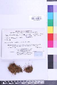 Leptodontium flexifolium image