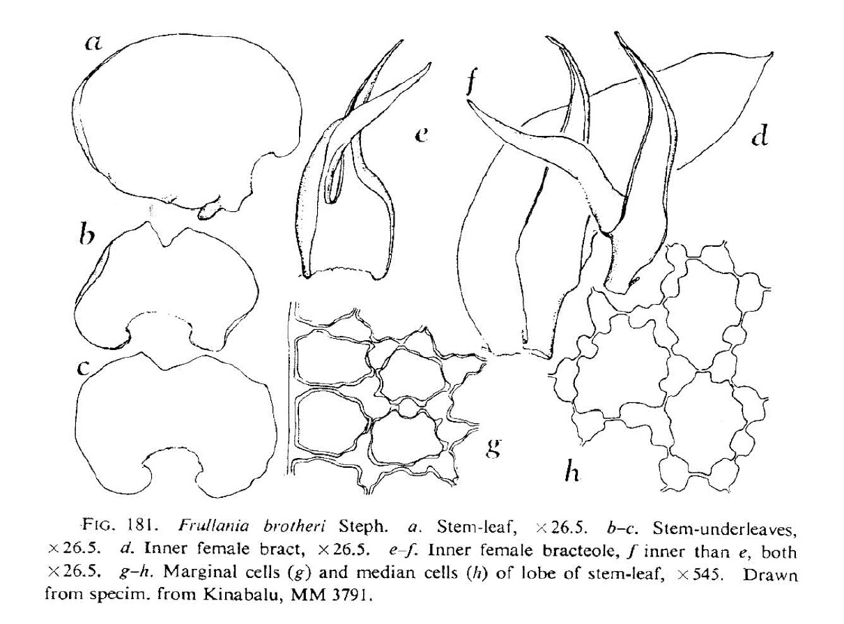 Frullania brotheri image