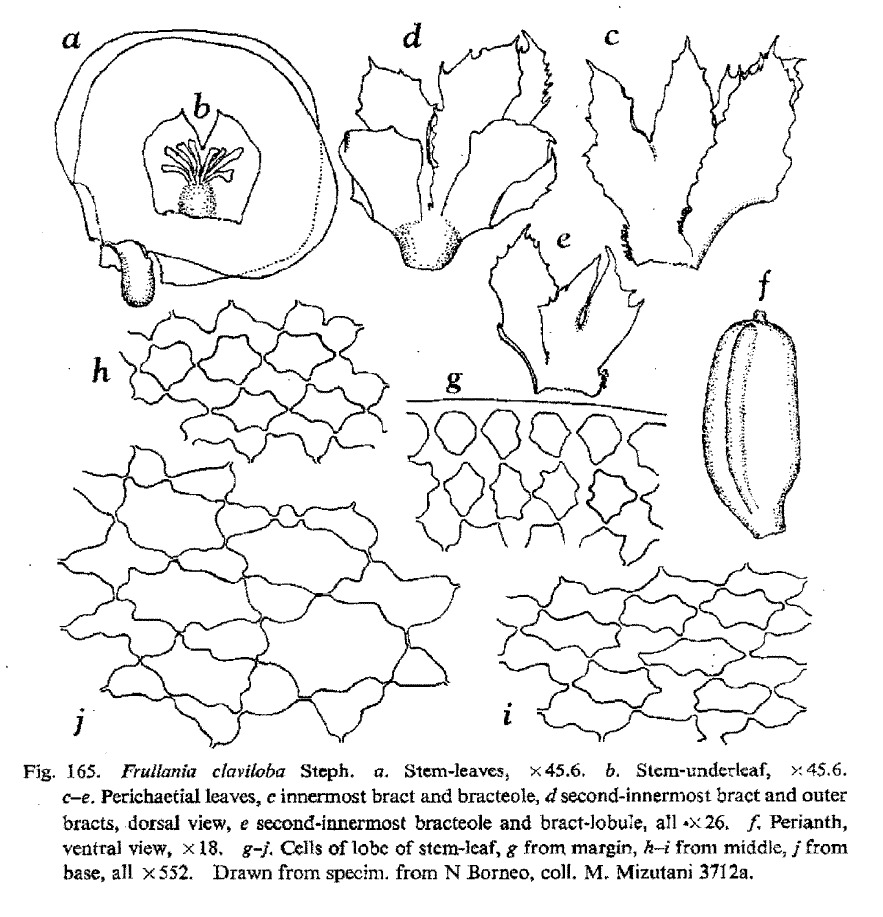 Frullania claviloba image