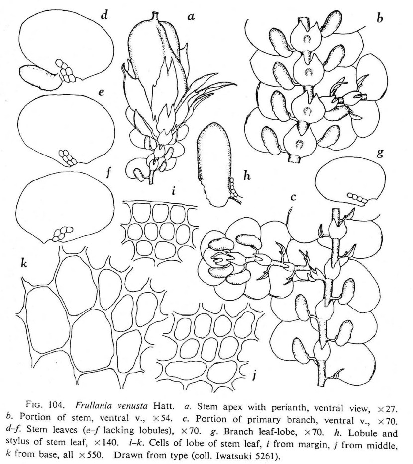 Frullania venusta image