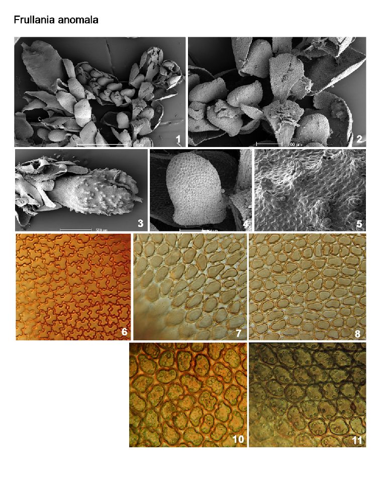 Frullania anomala image