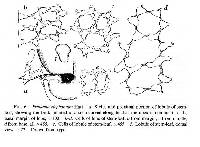 Frullania elephantum image