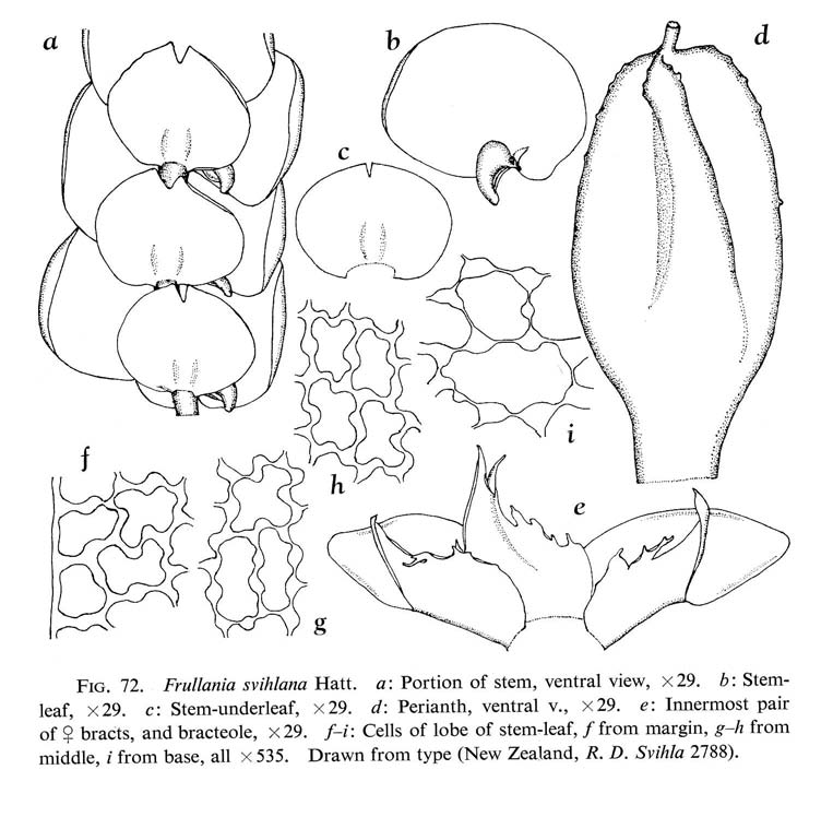 Frullania svihlana image