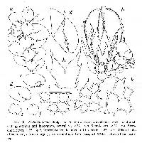 Frullania allanii image