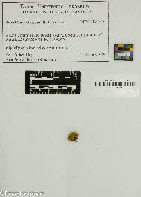 Pleuridium subulatum image