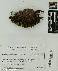Atrichum crispulum image