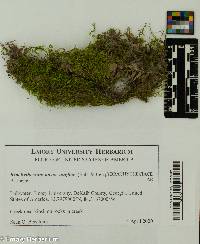 Brachythecium novae-angliae image