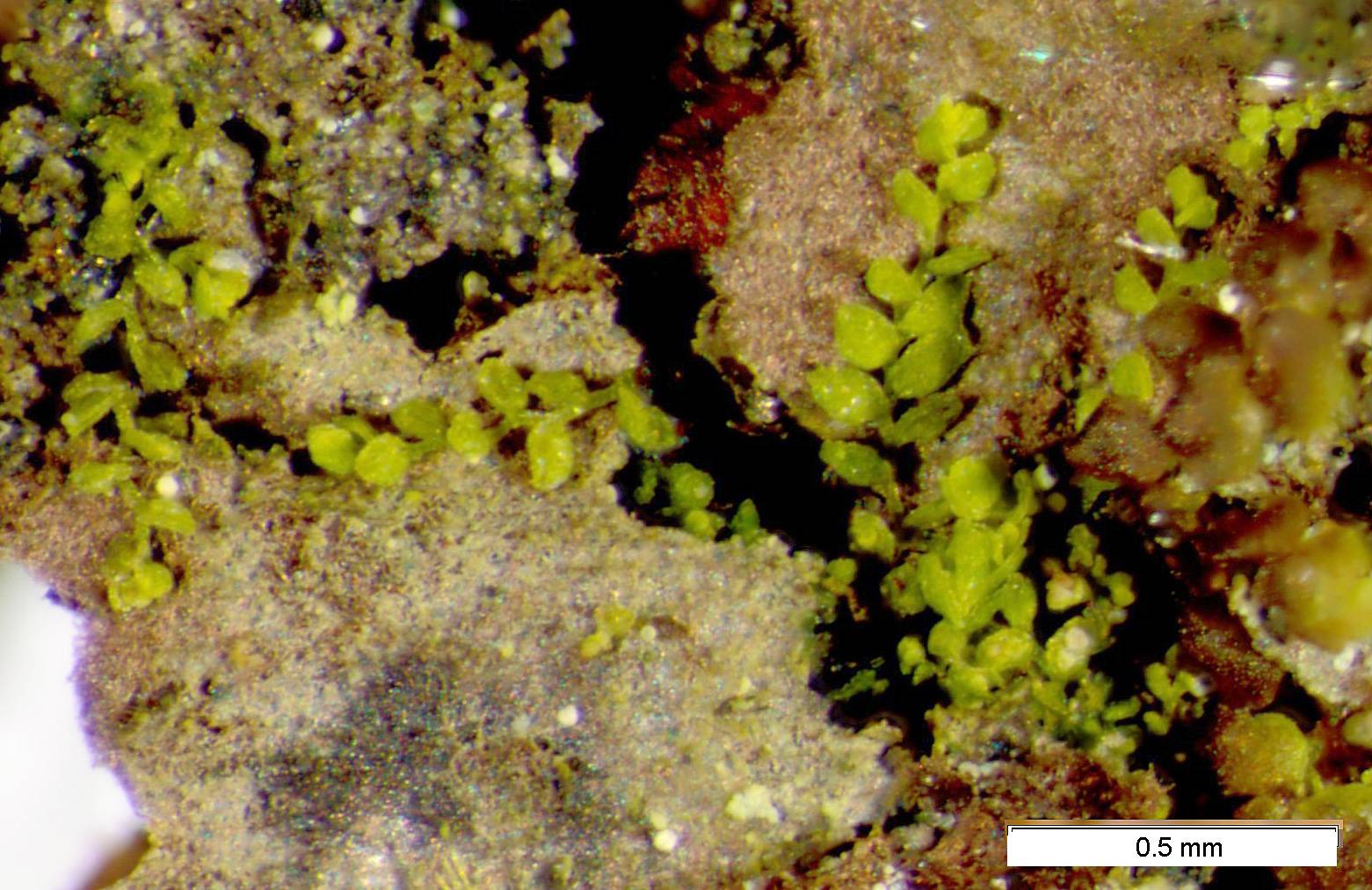 Myriocoleopsis minutissima image