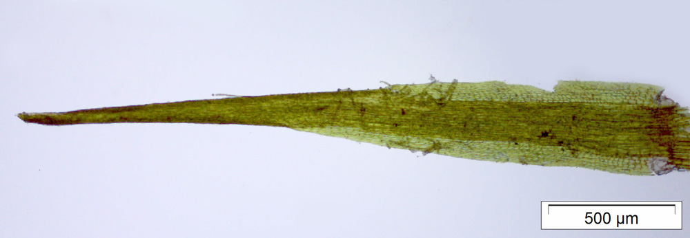 Campylopus atrovirens image