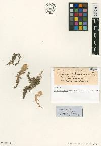 Sphagnum australe image