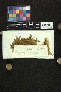 Brachythecium austrosalebrosum image