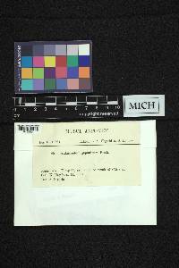 Aulacopilum japonicum image