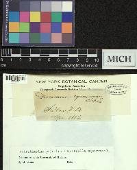 Diobelonella palustris image