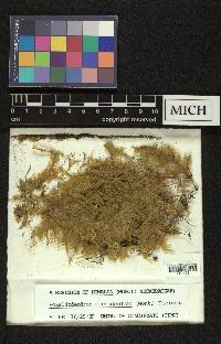 Circulifolium microdendron image