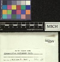Homomallium mexicanum image