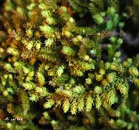 Claopodium rostratum image