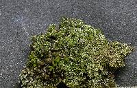 Bryum argenteum image