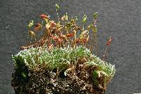 Bryum argenteum image