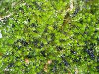 Bryum argenteum image