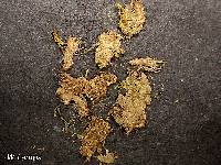 Image of Cephalozia lunulifolia
